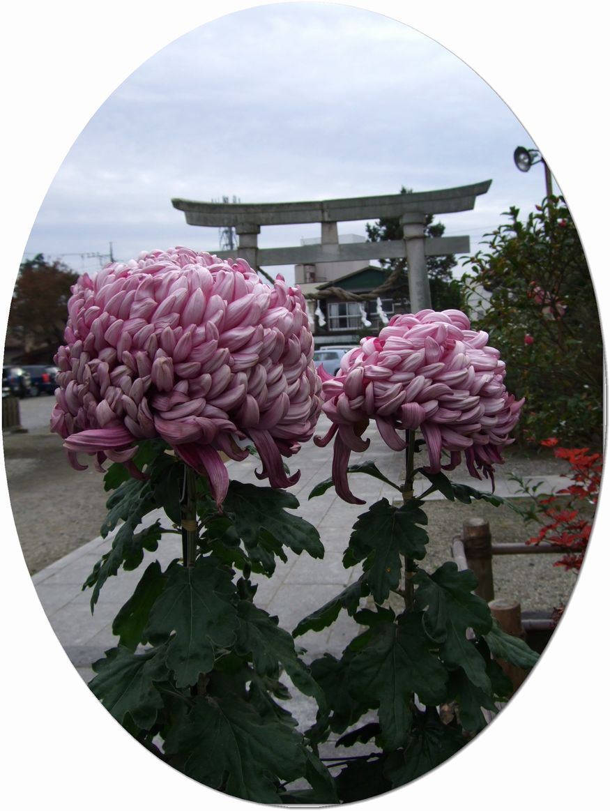 七五三祈願　菊の花