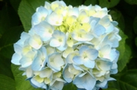 境内のあじさい