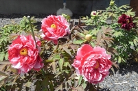 境内の牡丹(ぼたん)